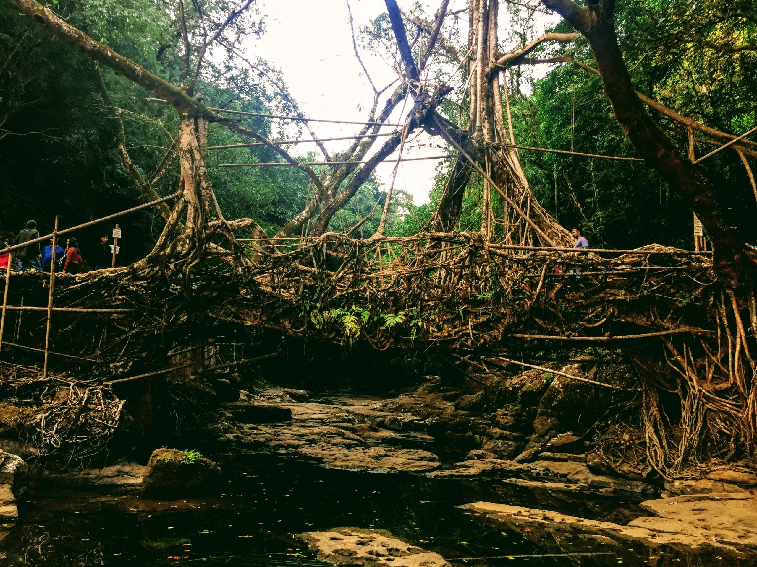Living Root Bridge
